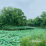北京最值得去的免费公园｜紫竹院赏荷花🌸