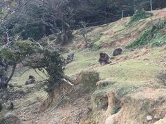 -岚山猴子公园