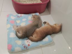 -1013 PET SHOP精品宠物商店(丁香店)