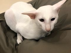 -飞行喵MR PILOT|猫舍·猫咖(静安大融城店)