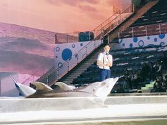 表演剧场-上海海昌海洋公园