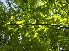 -伊犁河景区
