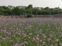 -大塘金香草谷