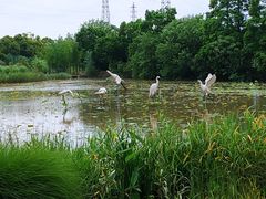 -上海长兴岛郊野公园