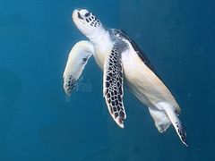 -广东惠东海龟国家级自然保护区