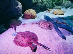 -暹罗海洋世界