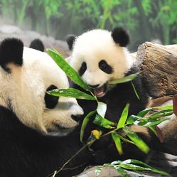 -萌宠亲子动物乐园(槐房万达店)