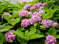 -泰州凤城河风景区-泰山公园