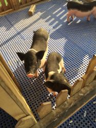 -萌宠亲子动物乐园(槐房万达店)