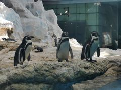 -帝企鹅自助餐厅•儿童岛•真企鹅(长隆企鹅酒店)