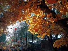 -横店影视城梦幻谷园区