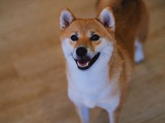 -南京Hallo宠物乐园·哈罗犬舍·柴犬繁育基地