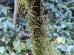 -武陵山森林公园