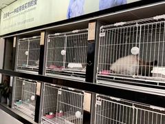 -翊宠yipet猫狗购宠庄园犬舍•猫舍