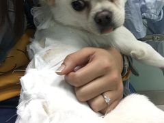 -纳吉亚猫专科动物医院博雅分院
