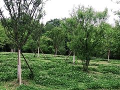 -桤木河湿地公园