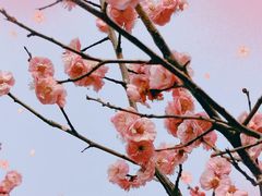 -顾村公园