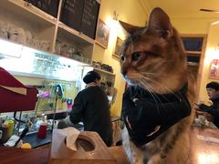 -猫色咖啡·猫咖