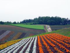-富田农场