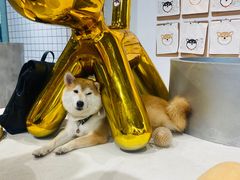 -柴务处·柴犬主题狗咖