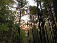 -缙云山景区