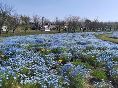 -上海滨江森林公园