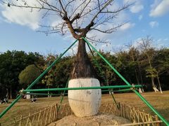 -东莞植物园