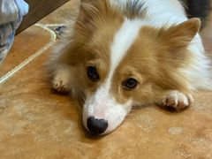 -柯斗斗主题餐厅·狗咖·围炉煮茶·茶饮(国瑞升平里店)