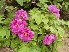 -石家庄市植物园