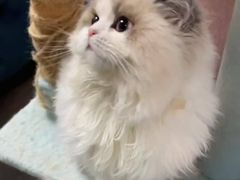 -猫十亿·布偶金渐层·曼基康矮脚猫舍(青年路店)