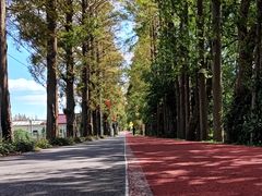 -上海长兴岛郊野公园