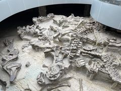 -自贡恐龙博物馆