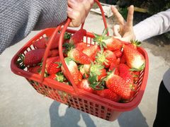 -恒绿农产品草莓采摘园