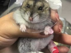 -爱侣宠医·鹦鹉专科·小型哺乳类·异宠专科(灵石路店)