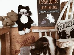 -海边的猫和咖啡馆