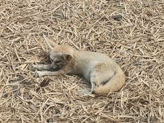 -清迈夜间动物园