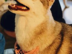 -Husky Go! 哈士奇体验馆·宠物咖啡厅狗咖