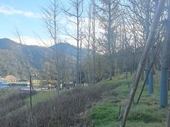 -千年银杏谷文化旅游区