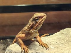 -帕帕拉兹宠物(亚洲旗舰店)