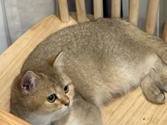 -楼上猫咖(罗湖店)