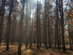 -塞罕坝国家级自然保护区