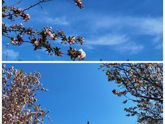 -海棠花溪(元大都城垣遗址公园)