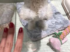 -momokira米努特·德文卷毛猫·棉花面纱犬