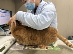 -四月宠物医院·猫专科·心脏专科·内科(转塘店)
