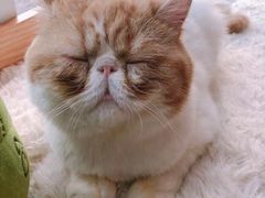 -Sweet cat·星愿猫咖(国贸大厦店)
