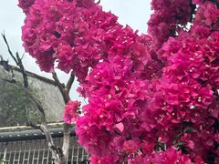 -光明刘冰乳鸽店(光明法政北路店)