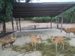 -清迈夜间动物园