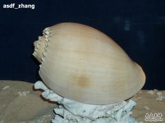 -亚龙湾中心广场·贝壳馆