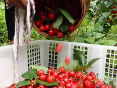 -樱桃山旅游景区