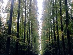 -崇明东平国家森林公园烧烤房车露营地